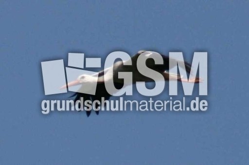 Weißstorch-3.jpg